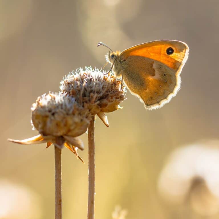 Butterfly Small Heath feeding on white flower